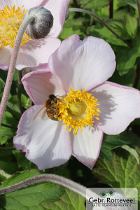 Anemone hyb. 'Hadspen Abundance'