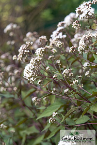 Eupatorium rugosum 'Chocolate'