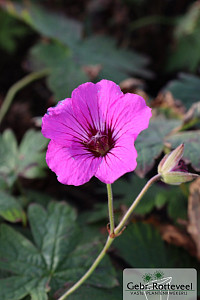 Geranium 'Patricia'
