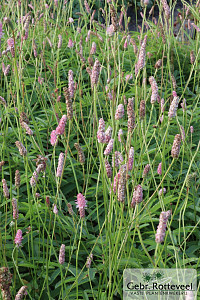 Sanguisorba o. 'Pink Tanna'