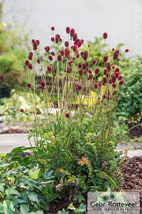 Sanguisorba 'Proud Mary'