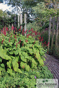 Persicaria amplex. 'Taurus'