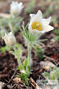 Pulsatilla vulgaris 'Alba'