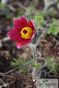 Pulsatilla vulgaris 'Rubra'
