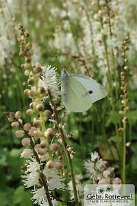 Actaea japonica 'Cheju-do'