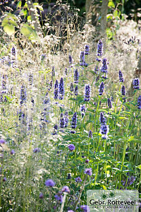 Agastache 'Black Adder'