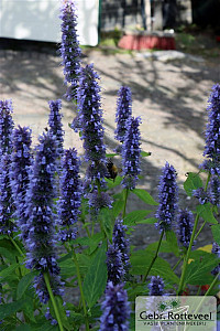Agastache 'Blue Fortune'