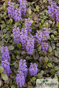 Ajuga reptans 'Atropurpurea'
