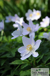 Anemone nemorosa