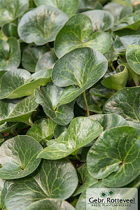 Asarum europaeum