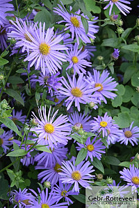 Aster frikartii 'Mönch'