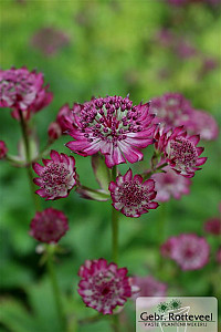 Astrantia maj. 'Ruby Cloud'