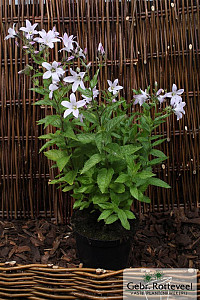 Campanula lact. 'Loddon Anna'