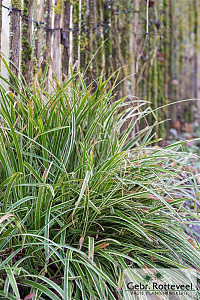 Carex morrowii 'Ice Dance'