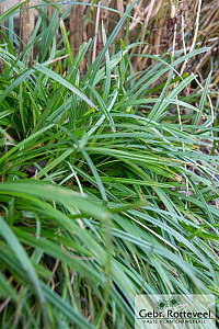Carex morrowii 'Irish Green'