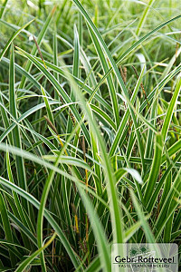 Carex morrowii 'Variegata'