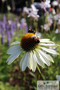 Echinacea purp. 'Alba'