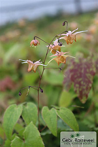 Epimedium 'Amber Queen'