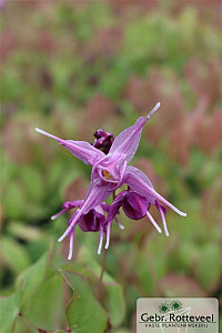 Epimedium grand. 'Lilafee'