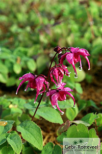 Epimedium grand. 'Rose Queen'