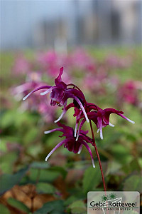 Epimedium pinnatum colchicum