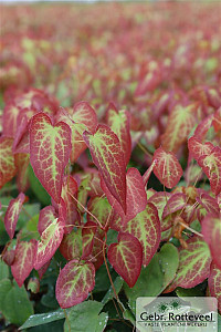 Epimedium rubrum
