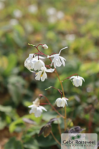 Epimedium y. 'Niveum'