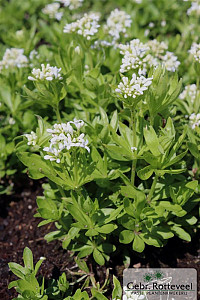 Galium odoratum