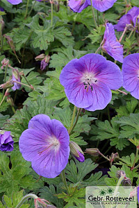Geranium himalayense