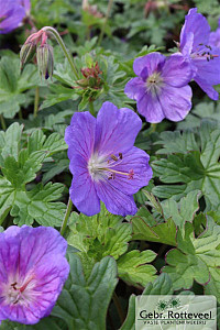 Geranium himalayense 'Gravetye'