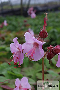 Geranium macr. 'Ingwersen's Var.'