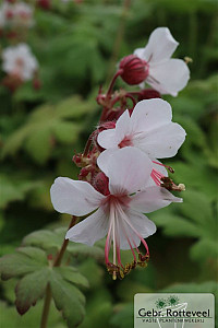 Geranium macr. 'Spessart'