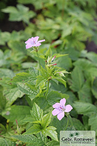 Geranium nodosum