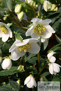 Helleborus niger