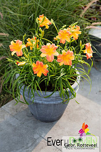 Hemerocallis EveryDayLily Punch Yellow