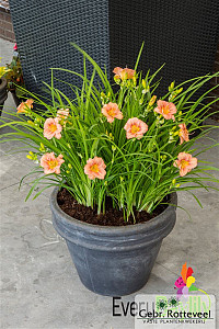 Hemerocallis EveryDayLily Rose