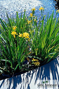 Iris pseudacorus