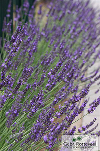 Lavandula intermedia 'Phenomenal'