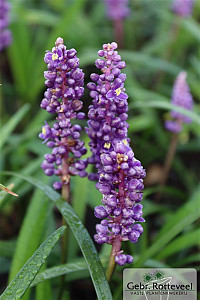 Liriope muscari 'Royal Purple'