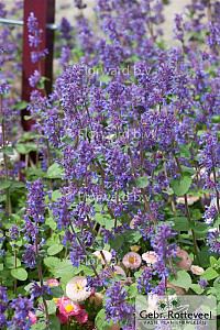 Nepeta racemosa 'Grog'