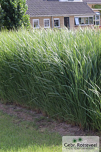 Panicum virgatum 'Northwind'