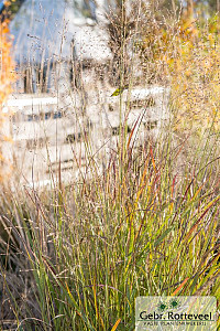 Panicum virgatum 'Shenandoah'