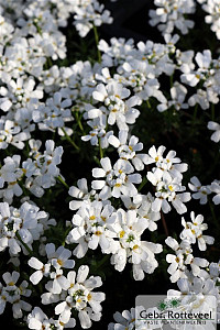 Iberis semp. 'Schneeflocke'