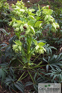 Helleborus foetidus