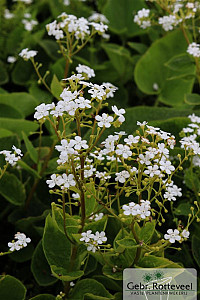 Brunnera macr. 'Betty Bowring'