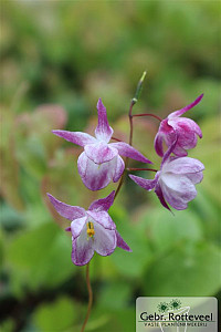 Epimedium y. 'Merlin'