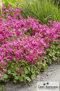 Geranium cant. 'Intense'