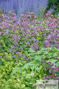 Origanum laevigatum 'Herrenhausen'