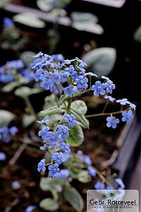 Brunnera macr. 'Jack Frost'