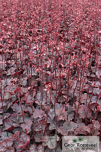 Heuchera 'Regina'